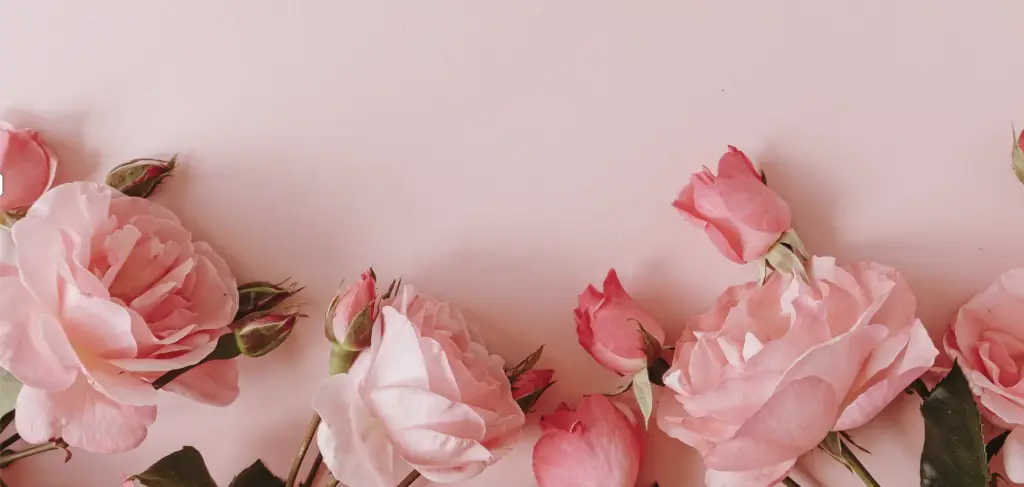 A group of luscious pink coloured roses displayed on a pink coloured back drop.